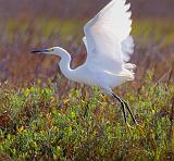 Snowy Egret Taking Flight_36343